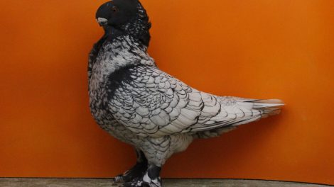 friill-owl-pigeons
