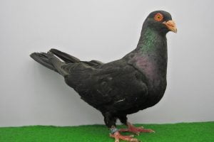 piecentini - razza - colombo