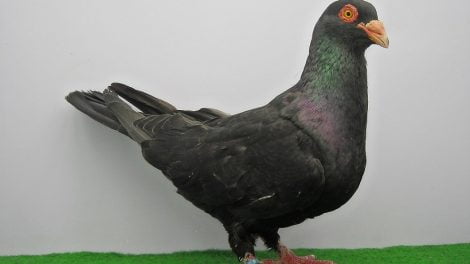 piecentini - razza - colombo