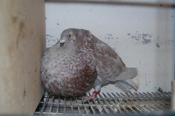 pigeons de Boulant 