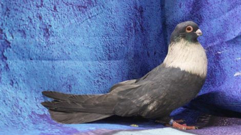 swift pigeons