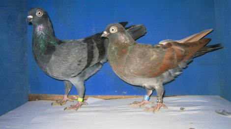 tumbler pigeons