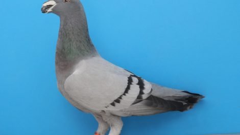 pigeons