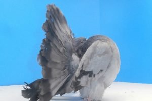 fantail - american fantail pigeons