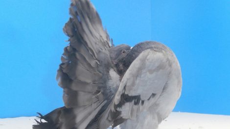 fantail - american fantail pigeons