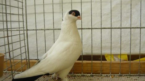tumbler pigeons