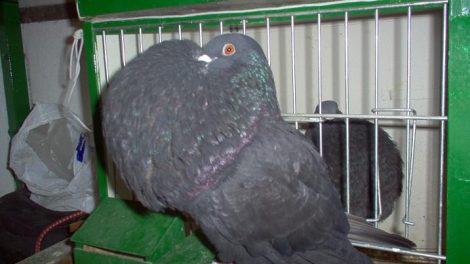 Cropper pigeons