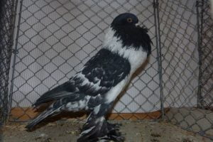 cropper - pouter - pigeons