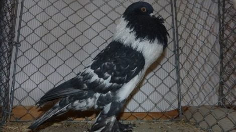 cropper - pouter - pigeons