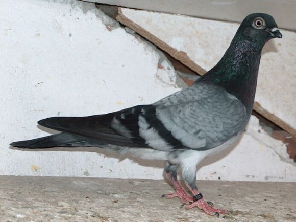 highfluer pigeons