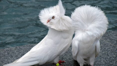 white pigeons - jacobin