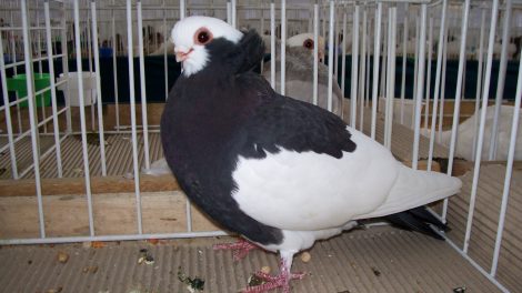 Komorn Tumbler - pigeons - fancy pigeons
