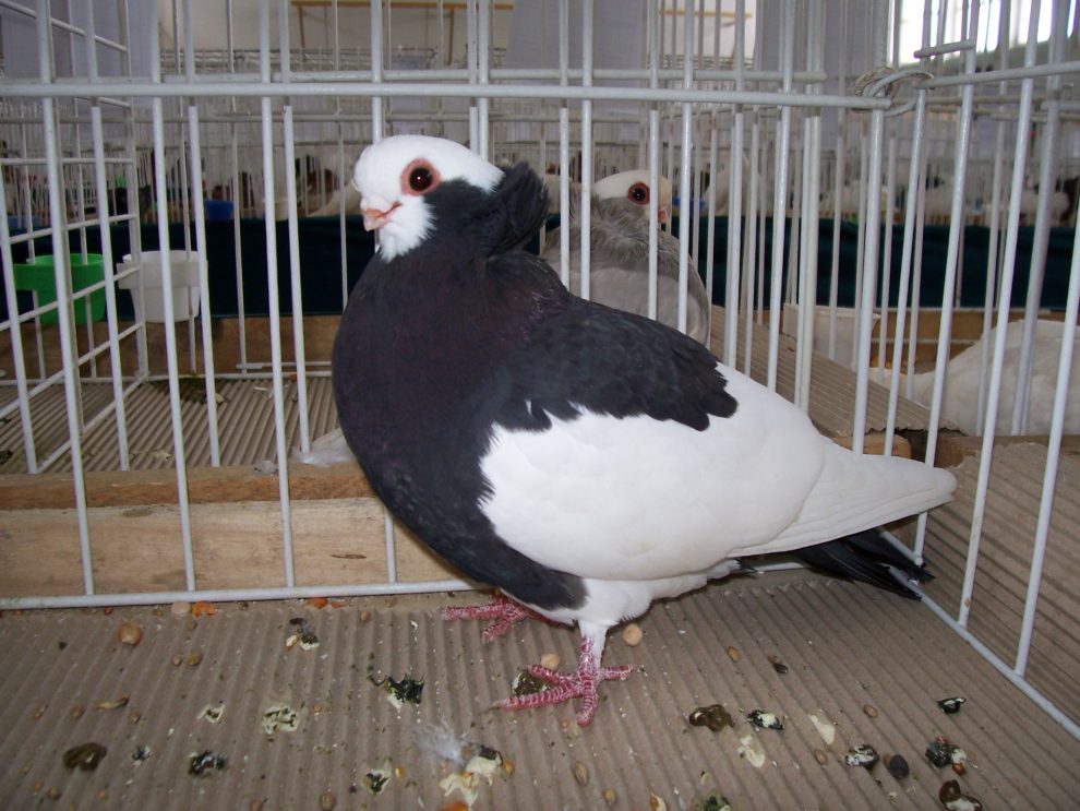 Komorn Tumbler - pigeons - fancy pigeons