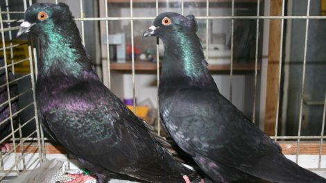 german colour pigeons