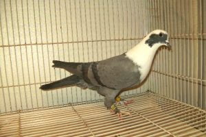 Schiras Tumbler - syrian - tümmler - taklaci