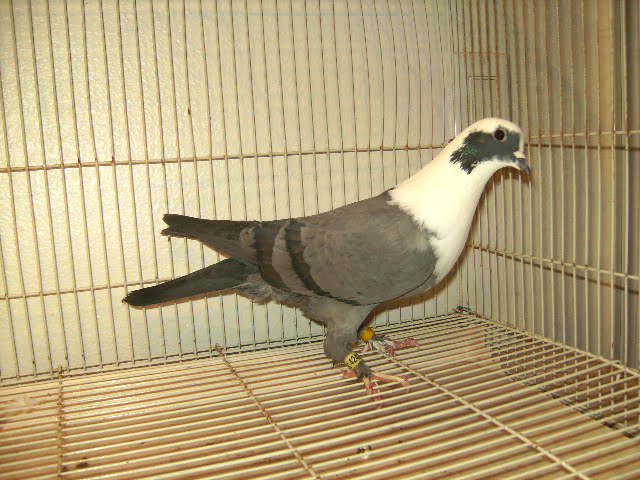 Schiras Tumbler - syrian - tümmler - taklaci