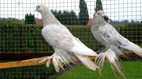 tumbler pigeons