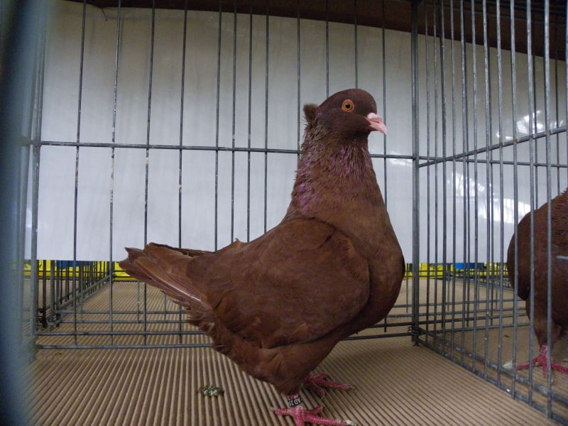 pigeons forme