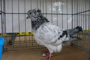 form pigeons - utility pigeons