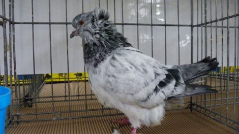 form pigeons - utility pigeons