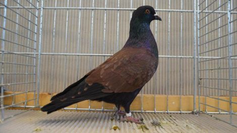 colour pigeons