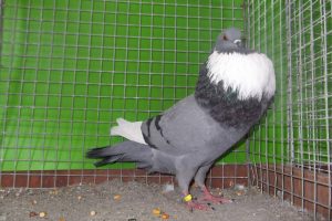 cropper pigeons