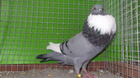 cropper pigeons