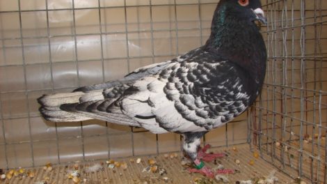 form pigeons