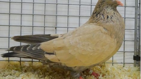 tumbler pigeons