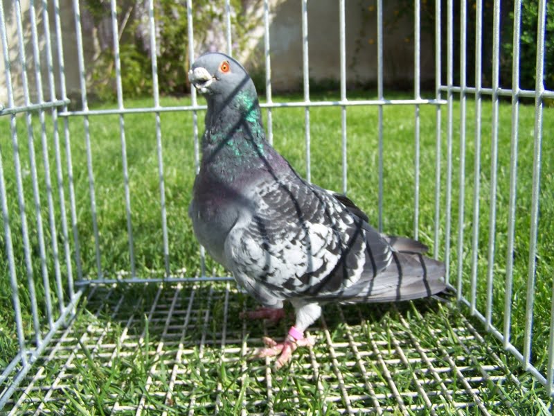 pigeons de Cravaté 