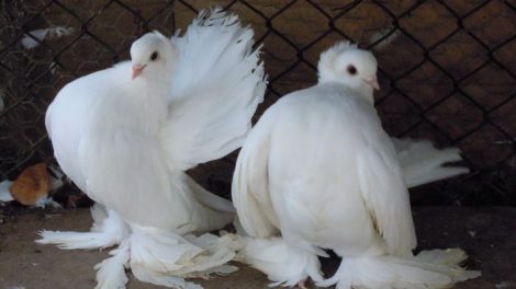 Culbutant Sibérie