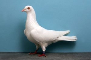 Hochflieger