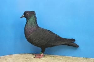 Einfarbige Schweizertaube