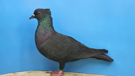 Einfarbige Schweizertaube