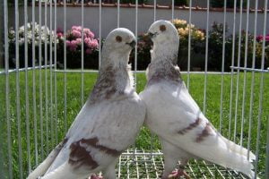 owl pigeons