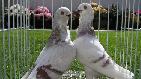 owl pigeons