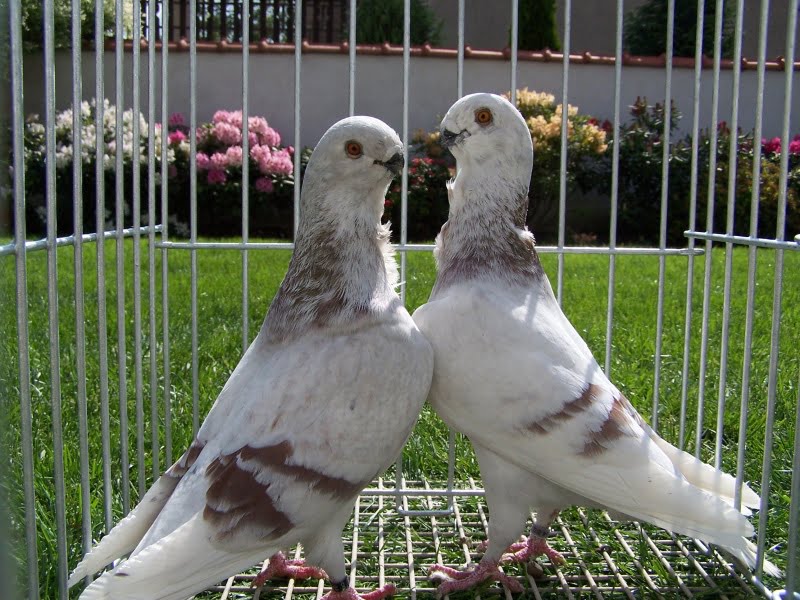 owl pigeons
