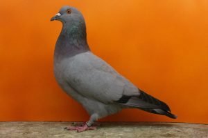 pigeons - form - utility
