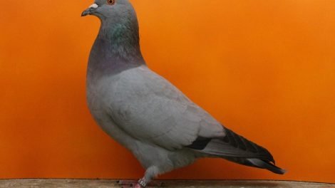 pigeons - form - utility
