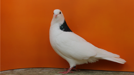 Griwuni Tumbler pigeons