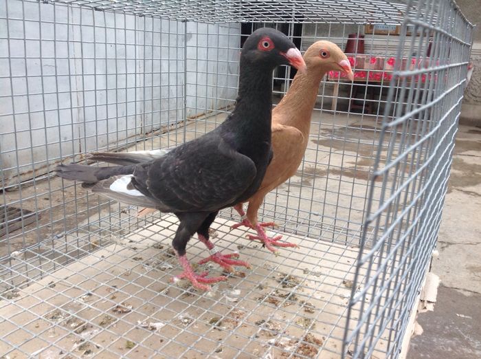 kasseler tümmler tauben