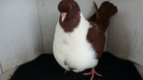 strasser pigeons
