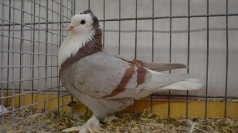 Thüringer farbentauben