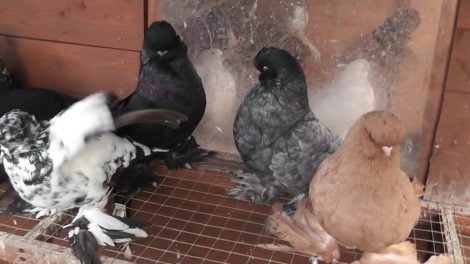 pigeon videos