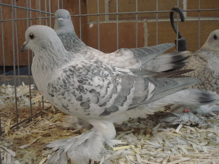 kaftar - all type of pigeon