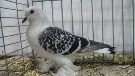 ice - colour pigeons
