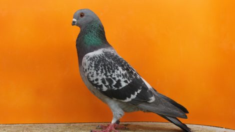 pigeons