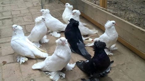 kabootar ki photo