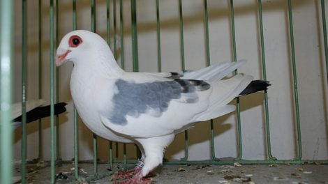Bagadais de Bohême