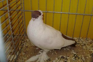 Tumbler pigeons - białostocka